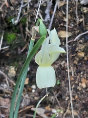 Narcissus triandrus