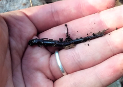 Plethodon cinereus