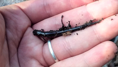 Plethodon cinereus