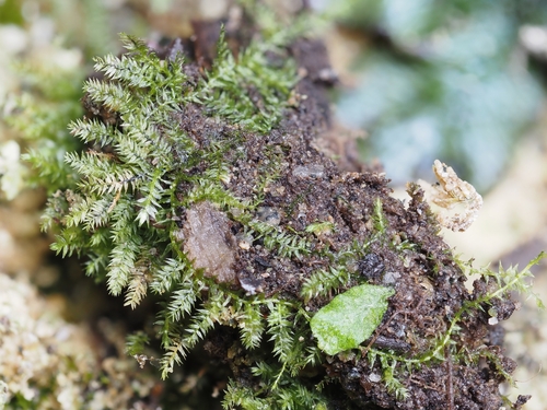 Oxyrrhynchium speciosum, 2024-01-05