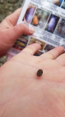 Gnorimosphaeroma oregonense