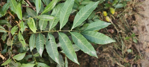Foto de Logana