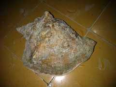 Macrostrombus costatus