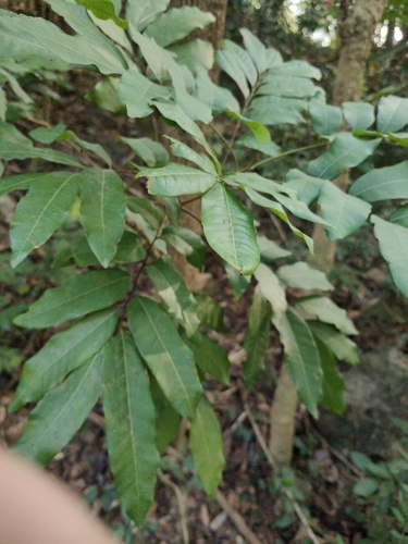 Foto de Logana