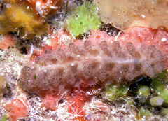 Lepidonotus cristatus image