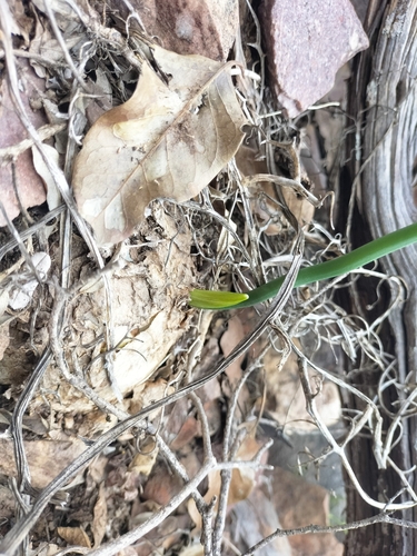 Foto de Cebola Trepadeira