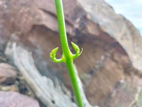 Foto de Cebola Trepadeira