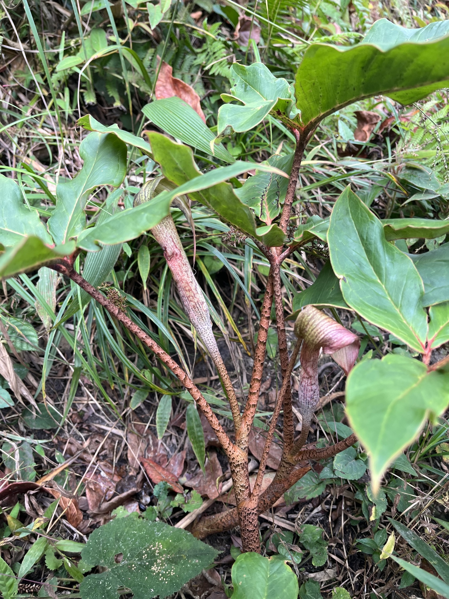 Arisaema decipiens (Arisaema decipiens)
