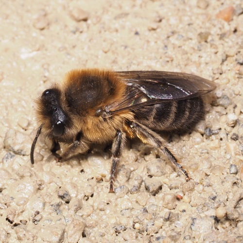 Early Cellophane Bee, photo 2 of 8
