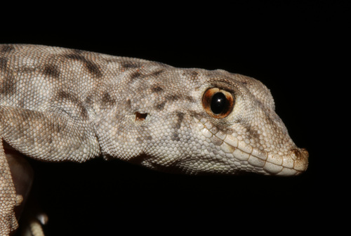 Namib Day Gecko, Rhoptropus afer