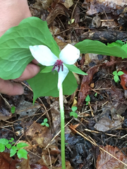 Trillium rugelii
