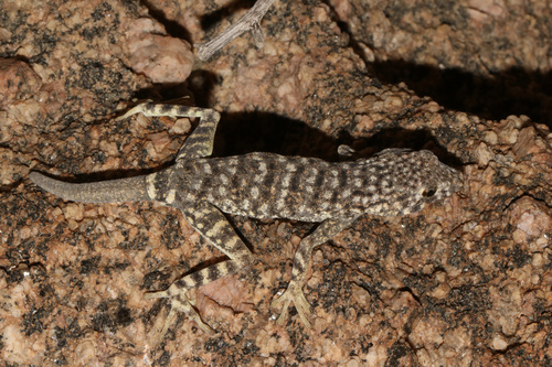 Namib Day Gecko