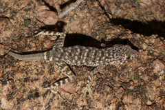 Namib Day Gecko photo 5