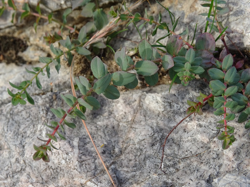Hypericum triquetrifolium (Hypericum triquetrifolium)