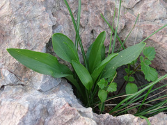 Little Arum (Biarum)
