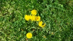 Taraxacum officinale