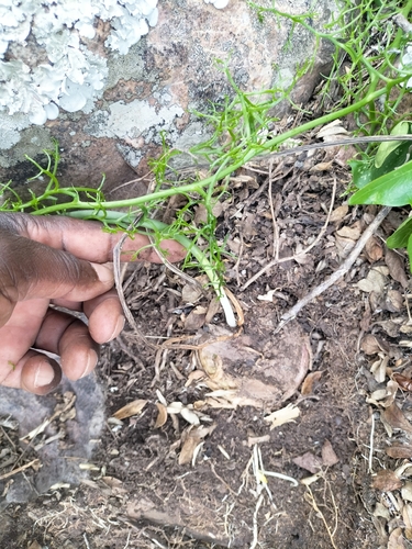 Foto de Cebola Trepadeira