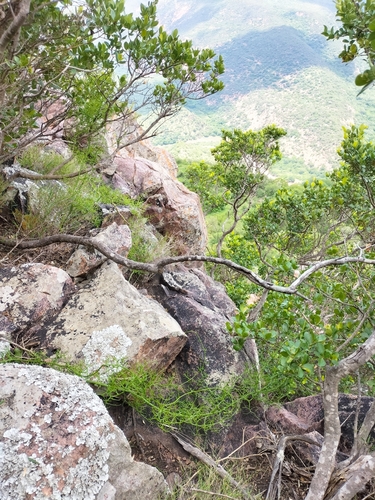 Foto de Cebola Trepadeira