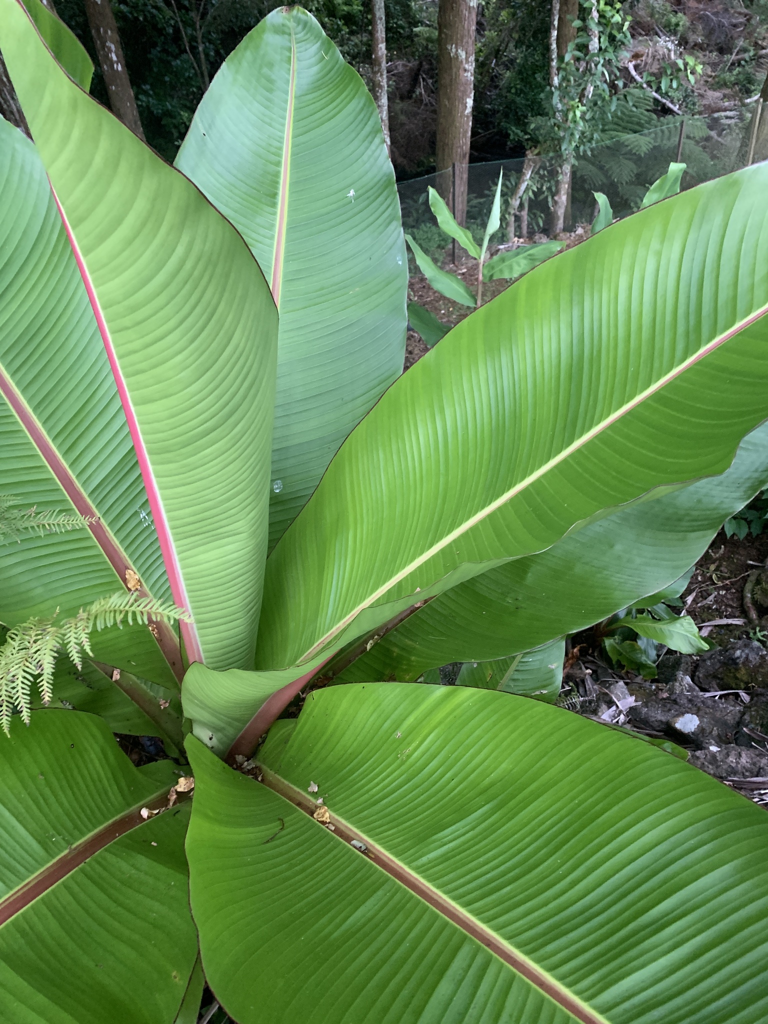 Imagem de Falso-banana