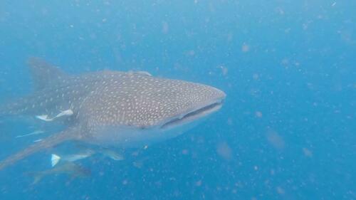 Whale Shark