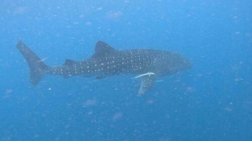 Whale Shark
