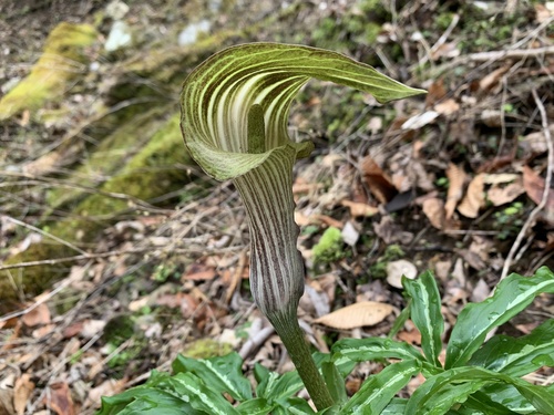 Arisaema undulatifolium iNat (2)
