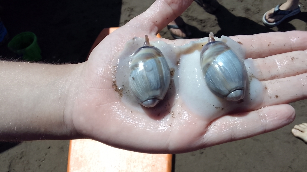 ear ancilla from Costa del Este, Provincia de Buenos Aires, Argentina ...