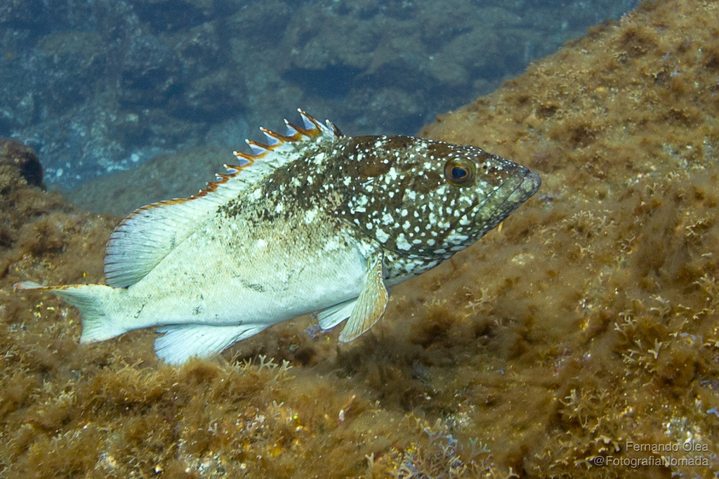 Clipperton Grouper