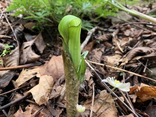 Arisaema aprile iNat (2)