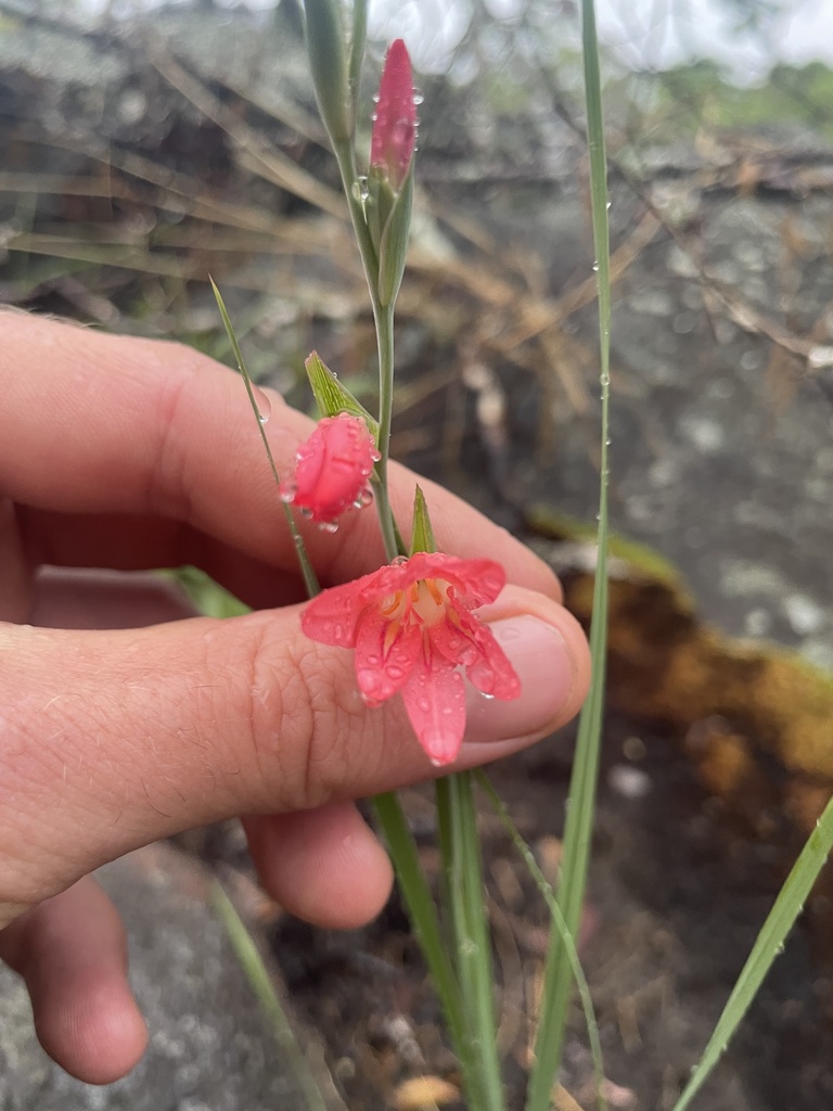 Gladiolus serenjensis