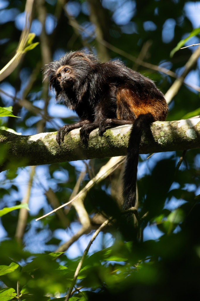 Black Lion Tamarin