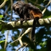 Black Lion Tamarin - Photo (c) Tomaz Nascimento de Melo, some rights reserved (CC BY-NC-ND), uploaded by Tomaz Nascimento de Melo