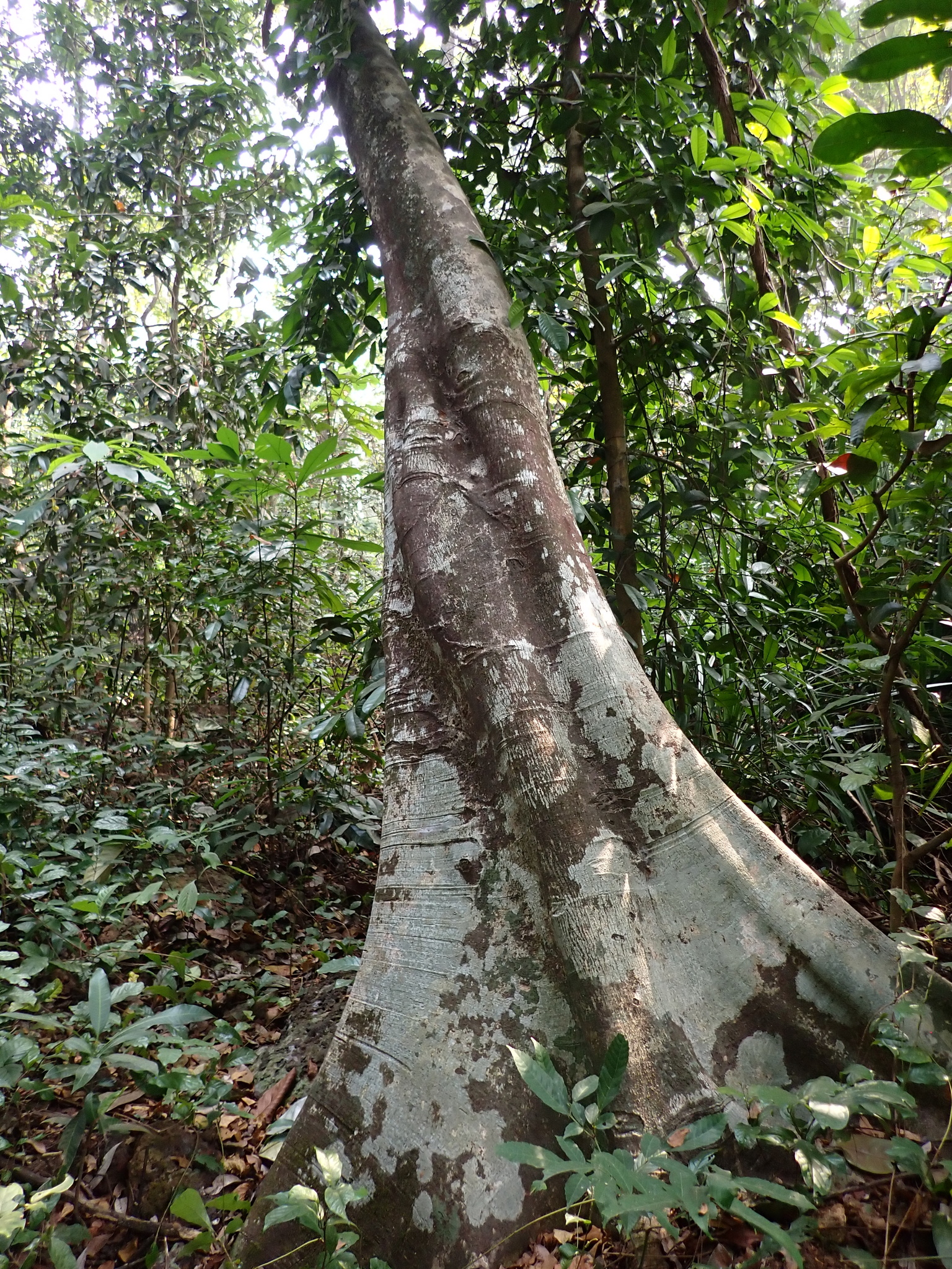 Imagem de Gameleira-branca