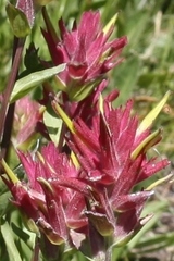 Castilleja linariifolia