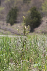 Borodinia missouriensis