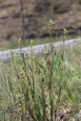 Borodinia missouriensis