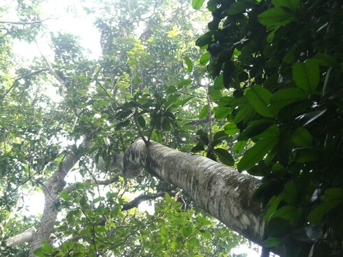 Foto de Gameleira-branca