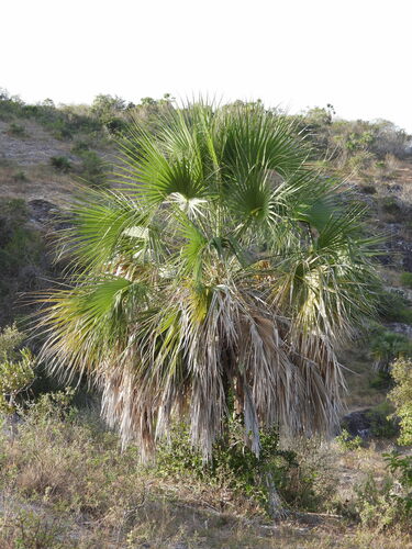 Image of Sabal rosei by no rights reserved