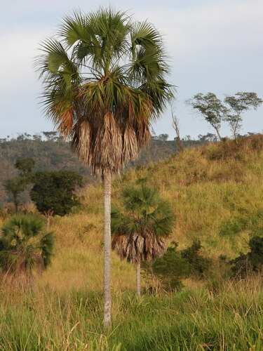 Image of Sabal rosei by no rights reserved