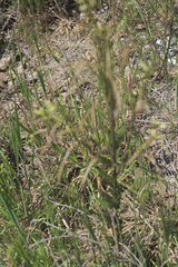 Borodinia missouriensis