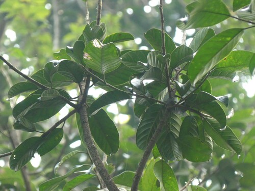 Foto de Gameleira-branca