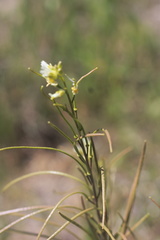 Borodinia missouriensis
