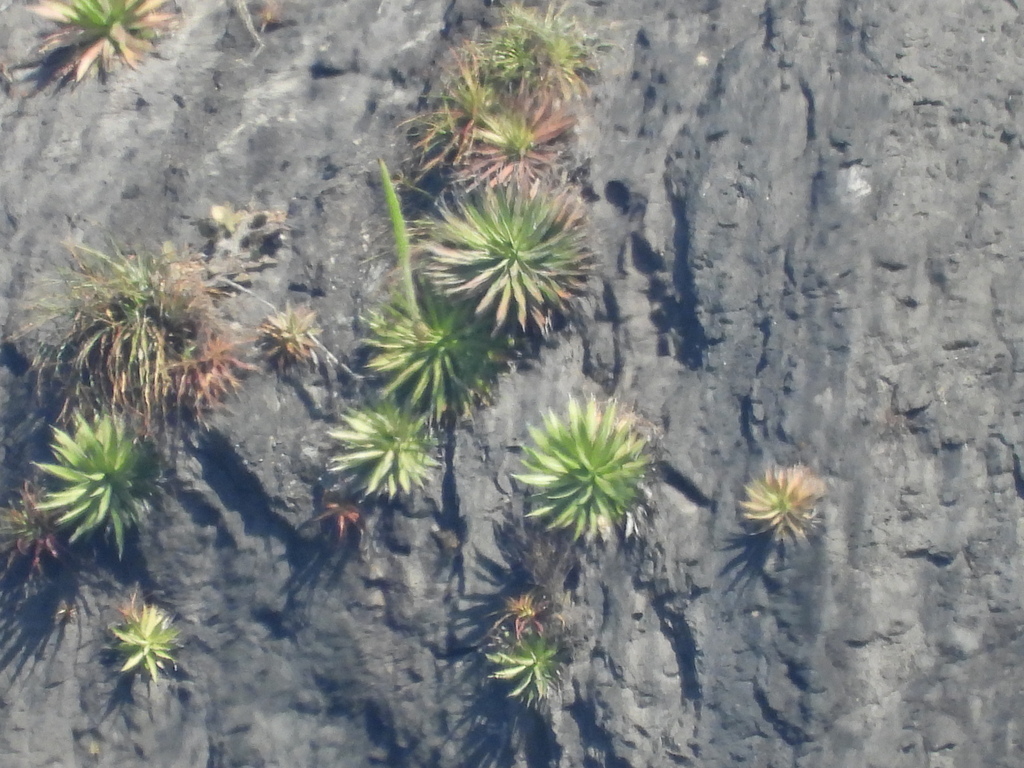 Agave impressa, Marisimas Nacionales Sinaloa, Escuinapa, Sinaloa, México