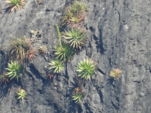 Agave impressa