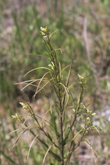 Borodinia missouriensis