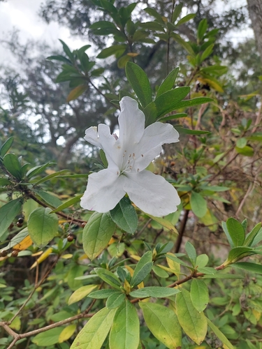 Foto de Azaleia