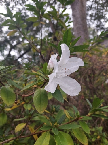 Foto de Azaleia