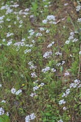 Valerianella longiflora