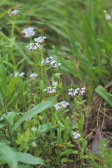 Valerianella longiflora