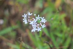Valerianella longiflora